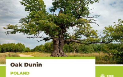 Dąb Dunin – Strażnik Puszczy Białowieskiej został Europejskim Drzewem Roku 2022!
