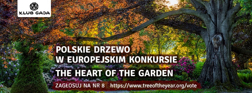 Głosujmy na Europejskie Drzewo Roku!